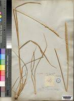 Image result for Anthephora pubescens