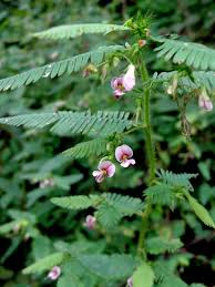 Image result for Aeschynomene