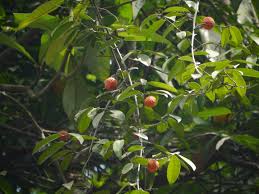 Image result for Salacia erecta