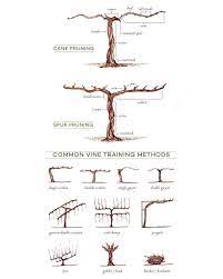 Illustrated Grape Vine Training Methods Wine Folly Training Vines Grape Vine Trellis Grape Trellis