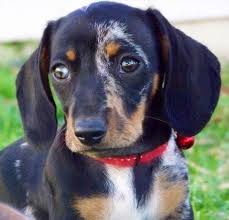 Black And Tan Long Haired Dachshund Puppy Longhaired Black And Tan Dapple Dachshund Puppy Dapple Dachshund Baby Dachshund Dachshund