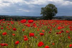 Belles Images Belles Images Paysage Beau