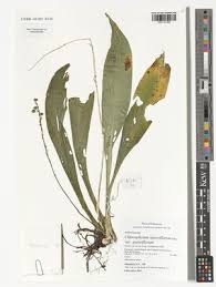 Image result for Chlorophytum sparsiflorum