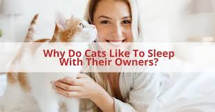 I know that she is quite fond of me, but why does she feel the need to sleep right on top of me, rather than between our legs or next to us? Why Do Cats Like To Sleep With Their Owners The Facts