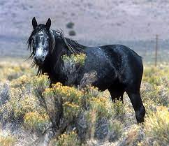 Only 2 available and it's in 3 people's carts. Mustang Horse