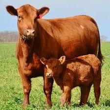 Red Angus Cow And Calf Cow Calf Beef Cattle Barnyard Animals