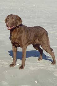 We did not find results for: 260 Elbie Ideas In 2021 Gotcha Day Larry Bird Black Lab