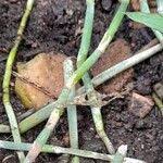 Image result for Coleotrype natalensis