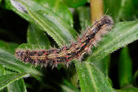 Image result for Berkheya bipinnatifida