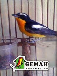 Download mp3 suara decu gacor untuk pancingan. Decu Kembang Kuning Download Suara Burung Kutilang Pikat Pemanggil Burung Lain Kicau Merdu Decu Kembang Atau Tledekan Kembang Gacor Masteran Paling Dicari Blog Pertanian