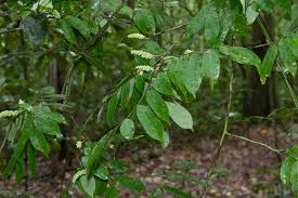 Image result for Crudia