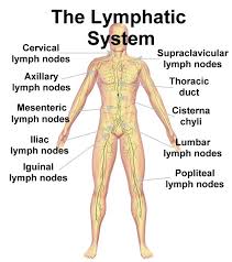 Lymph nodes play a very important role in the work of the whole organism. What Is A Lymph Node You Were Given This Life Because You Are Strong Enough To Live It
