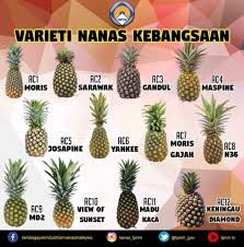 5, jalan padi mahsuri bandar baru uda, 81200 johor bahru, johor, malaysia. Varieti Nanas Di Lembaga Perindustrian Nanas Malaysia Facebook
