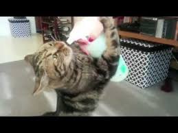 116 best meme responses images on pinterest, funny I Can Has Cheezburger Spray Bottle Funny Animals Online Cheezburger