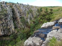 Image result for Conostomium natalense