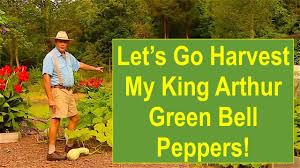 25+ organically grown pepper seeds, this is one of the earliest sweet bell flavored peppers. Late Summer Garden Update Let S Go Harvest My King Arthur Green Bell Peppers Youtube