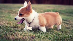 Best Dog Food For Corgis Reviews And Top Picks For 2019