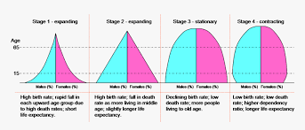 229 between june 2018 and june 2019, the u.s. Dtm Pyramids Type 1 Population Pyramid Hd Png Download Kindpng