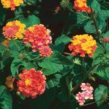 Lantana Plant Sutton Seeds Lantana