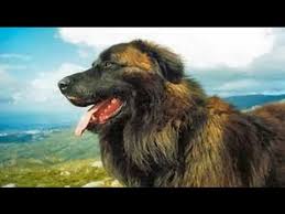 It is one of the oldest herd and guard dog breeds in portugal. Estrela Mountain Dog Youtube