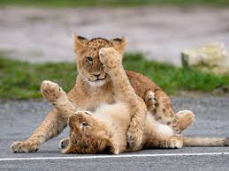 Let us know in the comments below #wmsp pic.twitter.com/sahrfsecii. West Midland Safari Park Partially Reopens Business Live