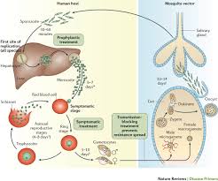 There are three stages in classical malaria. Malaria Nature Reviews Disease Primers
