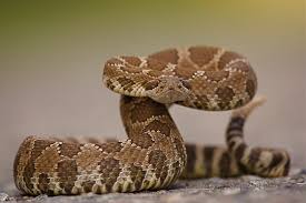 We did not find results for: Photos How To Identify A Western Diamondback Rattlesnake Live Science
