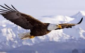 The Majestic Bald Eagle Bald Eagle Eagle Wallpaper Eagles