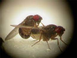 Why insects have gay sex: Lots of times, it's accidental