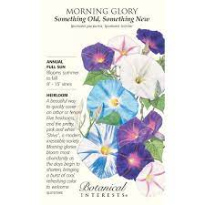 Art Of The Seed Morning Glory Seeds Blue Morning Glory Flower Seeds Packets