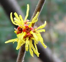 Image result for Hamamelis mollisi