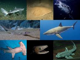Shark Wikipedia