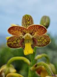 Image result for Bolusiella iridifolia