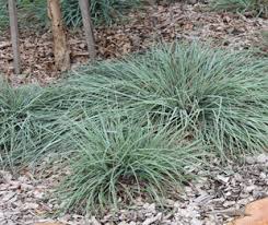 Image result for Themeda triandra