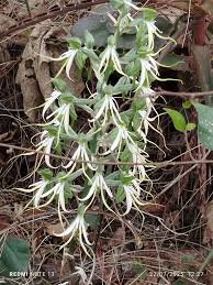 Image result for Monocymbium