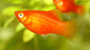 Platy Fish The Complete Care Guide Fishkeeping World
