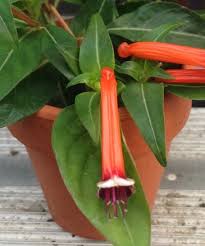 Image result for Cuphea ignea