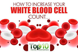 How To Increase Your White Blood Cell Count Herbs Health White Blood Cell Count White Blood Cells Blood Cells