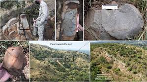 Image result for Eragrostis sclerantha