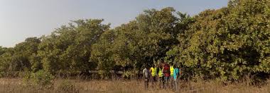 Smarter Cashew Production Improves Harvests in Benin - TechnoServe