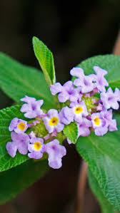 Image result for Lippia