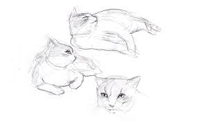 Draw yourself as an animal. Camp Draw Sketching Animals From Life Expedition Art