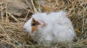 Meerschweinchenfreunde deutschland bundesverband deutschland e. Steckbrief Meerschweinchen Wissen Swr Kindernetz