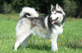 Credo is a big, stunning seal/white, long coat male from a colorado breeder who takes pride in producing very nice selective alaskan malamute (see credo's page). Alaskan Malamute Breed Stats And Facts Lovetoknow
