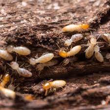Maybe you would like to learn more about one of these? Pest Control In Buford Proactive Pest Control