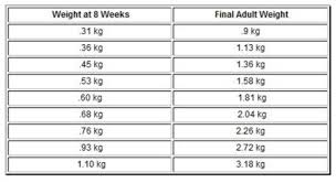 Chihuahua Growth Chart Weight And Size Calculations