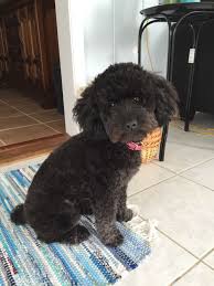Black And White Standard Poodle Teddy Bear Cut Pin On Toy Poodles