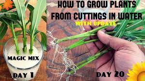 From this particular batch, 5 of our 6 sage cuttings in water propagated successfully, while 4 of 7 cuttings grew roots in soil. How To Grow Plants From Cuttings In Water 95 Success Rate Specially For Beginners Youtube