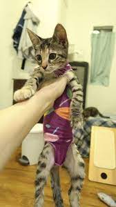 Kitten Sock Onesie Diy Craft For Your Furbabies After Spay Neuter Day Diy Kitten Clothes Cat Collars Diy Kitten Socks