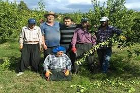 Limon diğer ağaçlar gibi kış sonu bahar başı budanmaz. Limon Agaclari Nda Budama Egitimi Haberler Tarim Com Tr